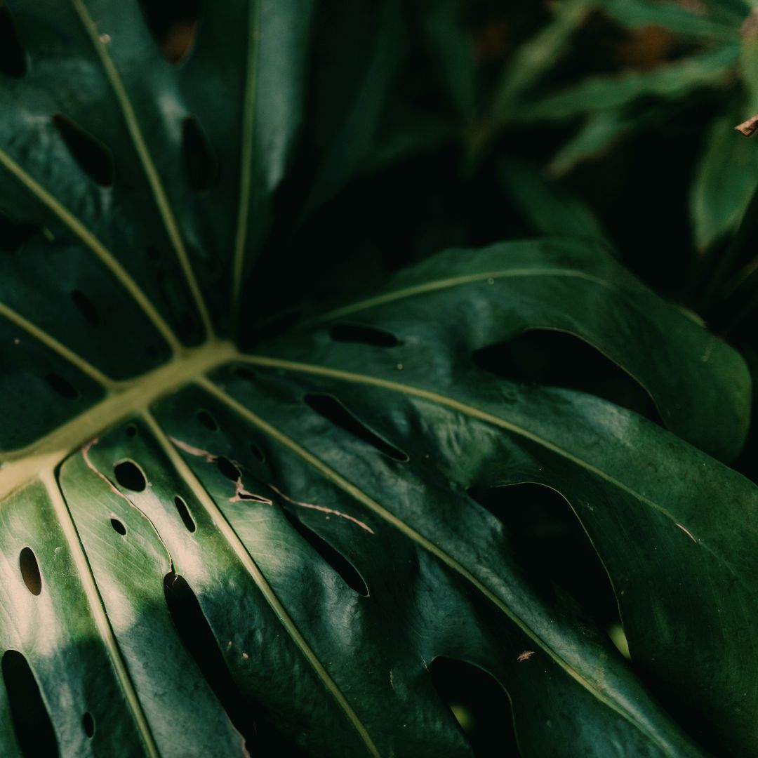 ご購入後にレビューを書いてクーポンGET!