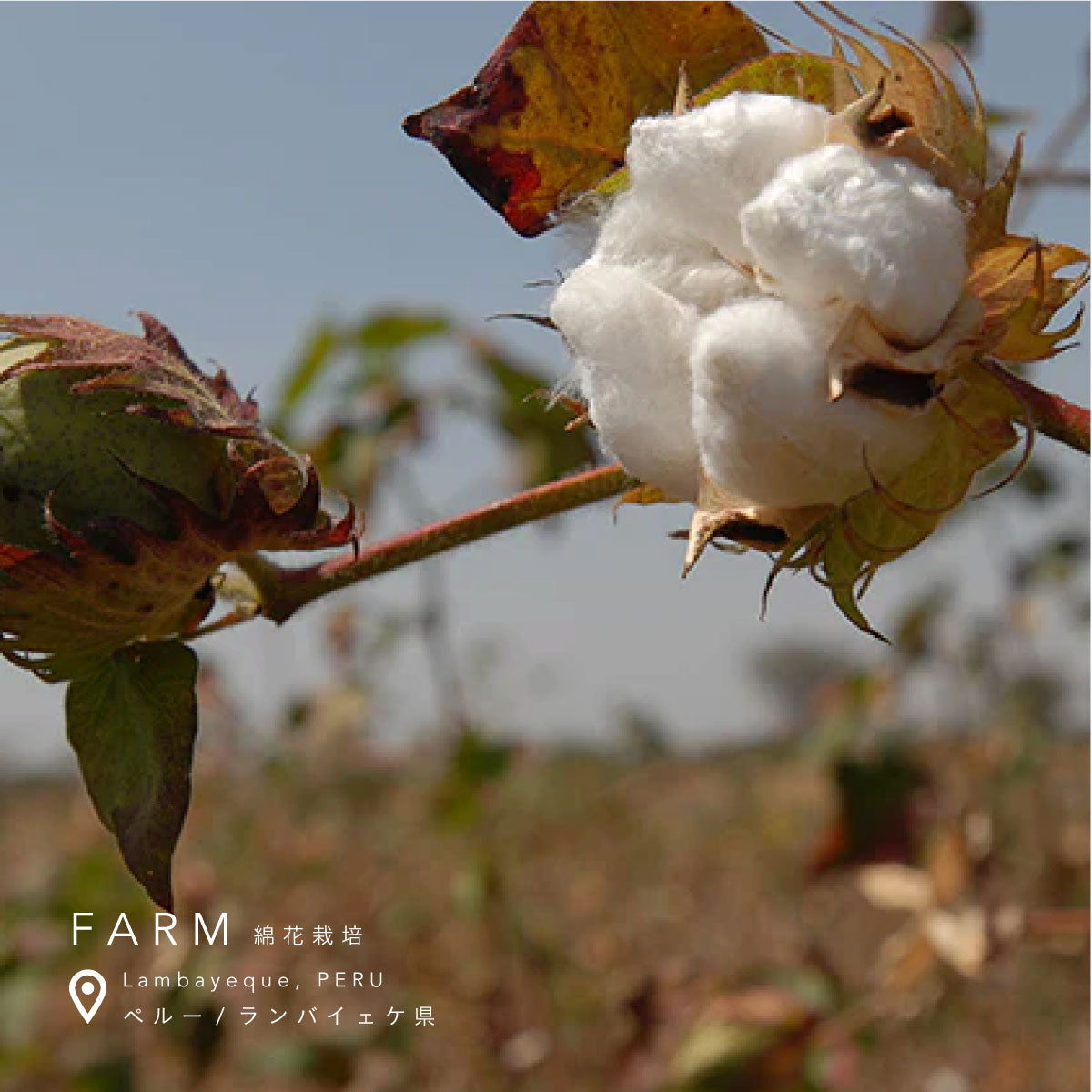 SISI FILLE PERIOD SHORTS (生理用ショーツ)オールドローズ Mサイズ2枚セット