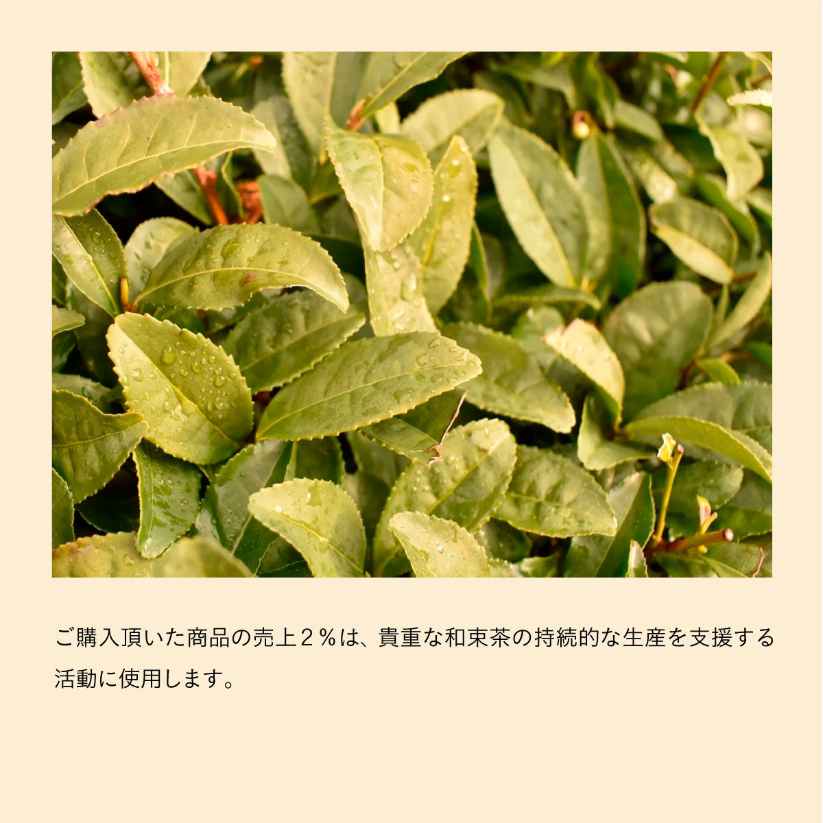 WANOWA オーガニックハンドクリーム 和朿茶 30g