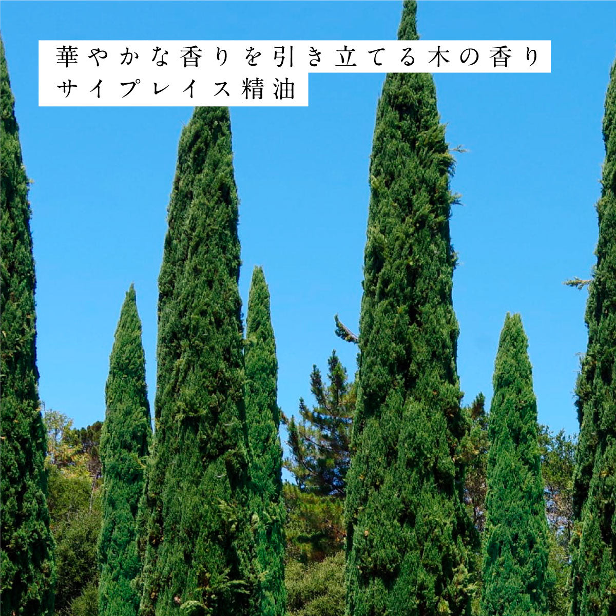 hiroha マルチバーム 15g さくらひのき