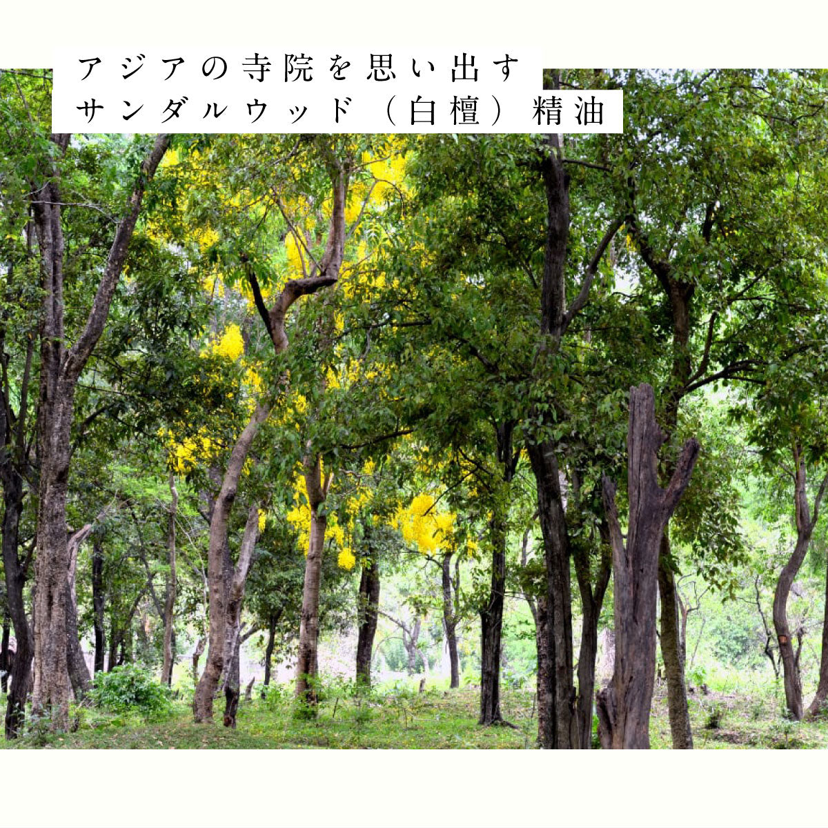 hiroha マルチバーム 15g ひばサンダルウッド