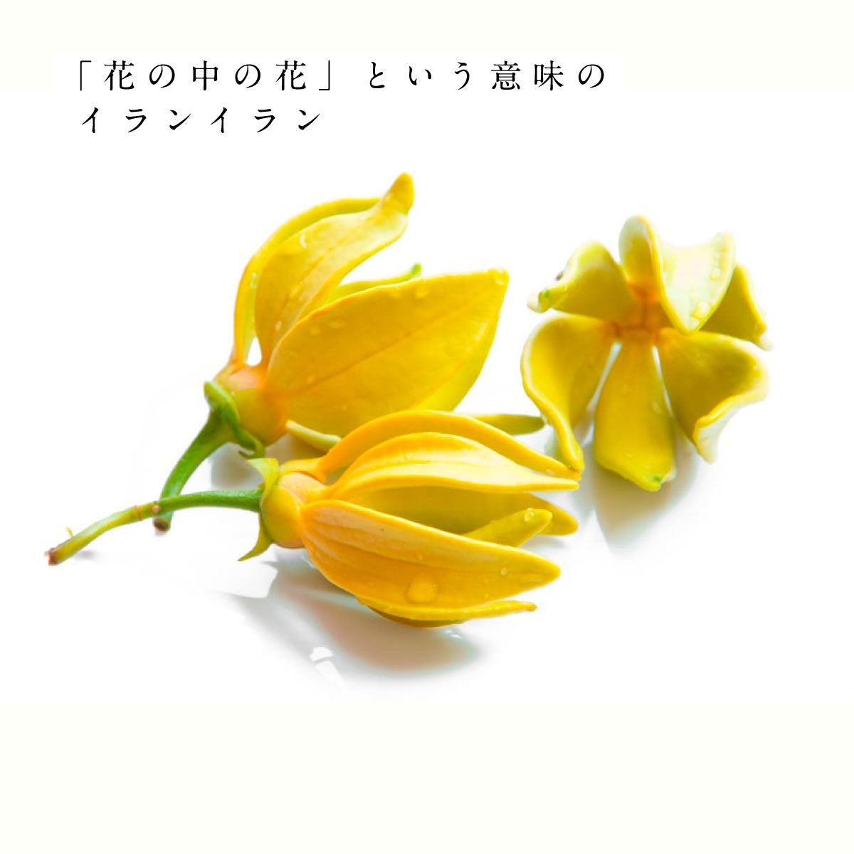 hiroha バスソルト 120g ひばサンダルウッド