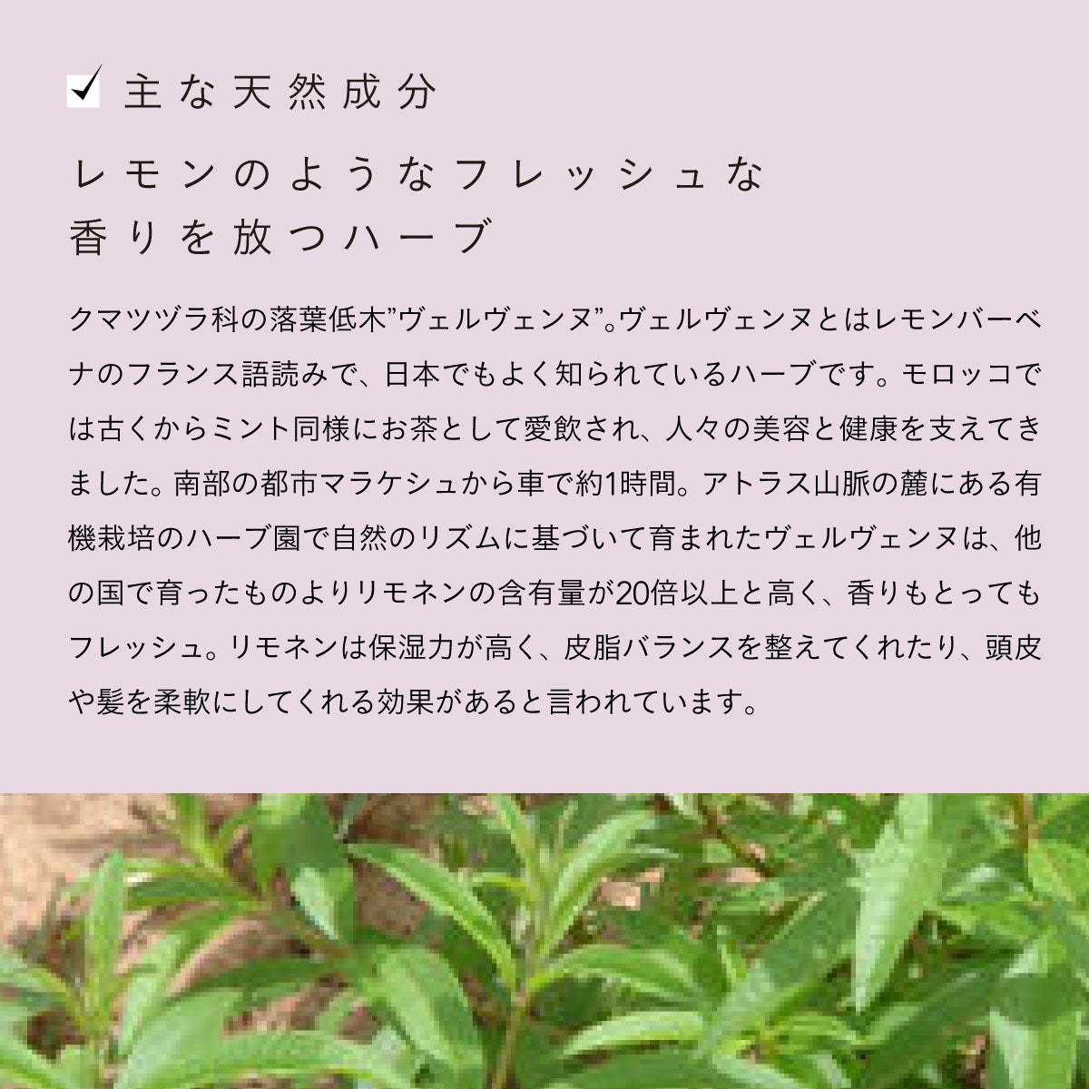 ROSE DE MARRAKECH フローラルリッチローション ヴェルヴェーン 150ml