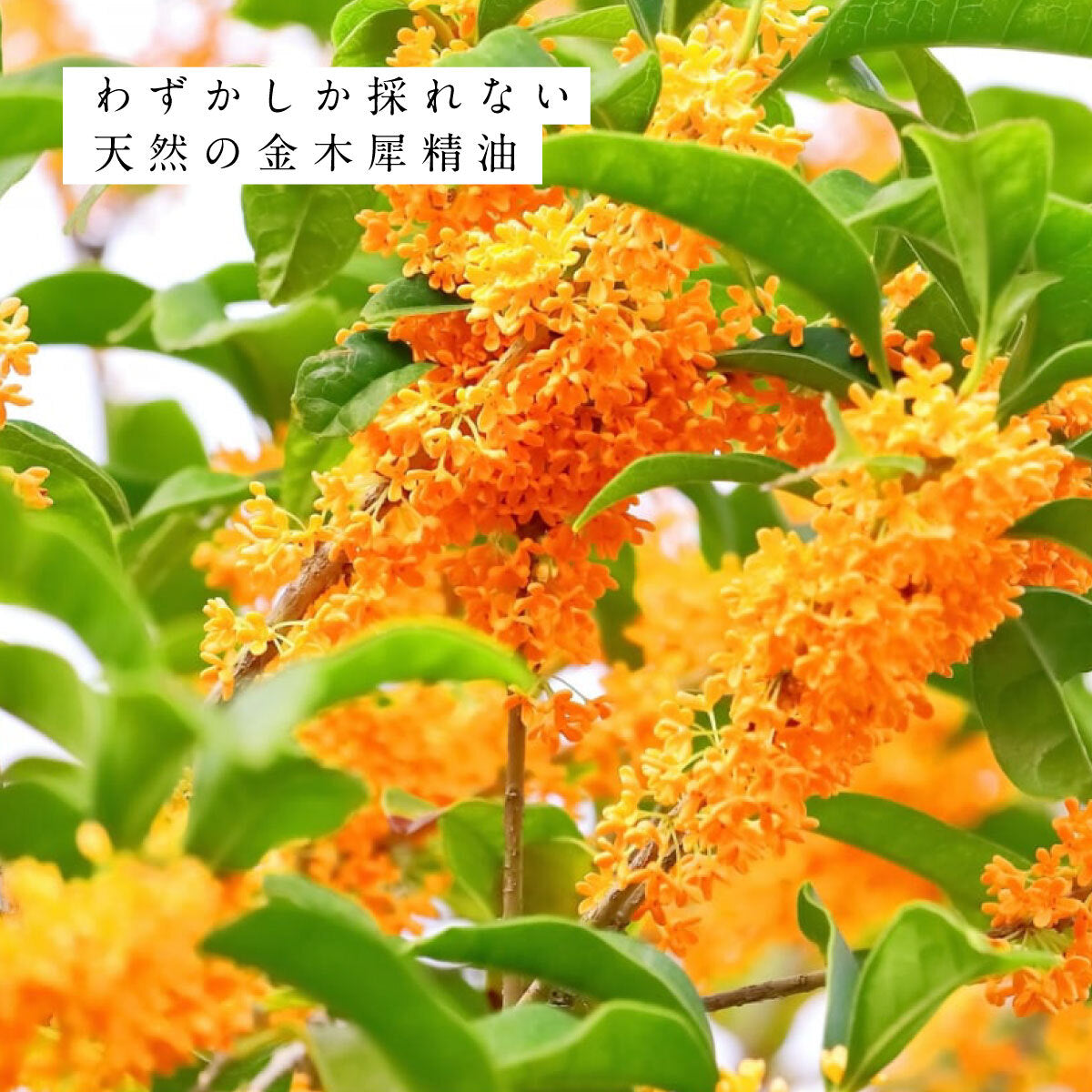 hiroha マルチバーム 15g 金木犀はっさく