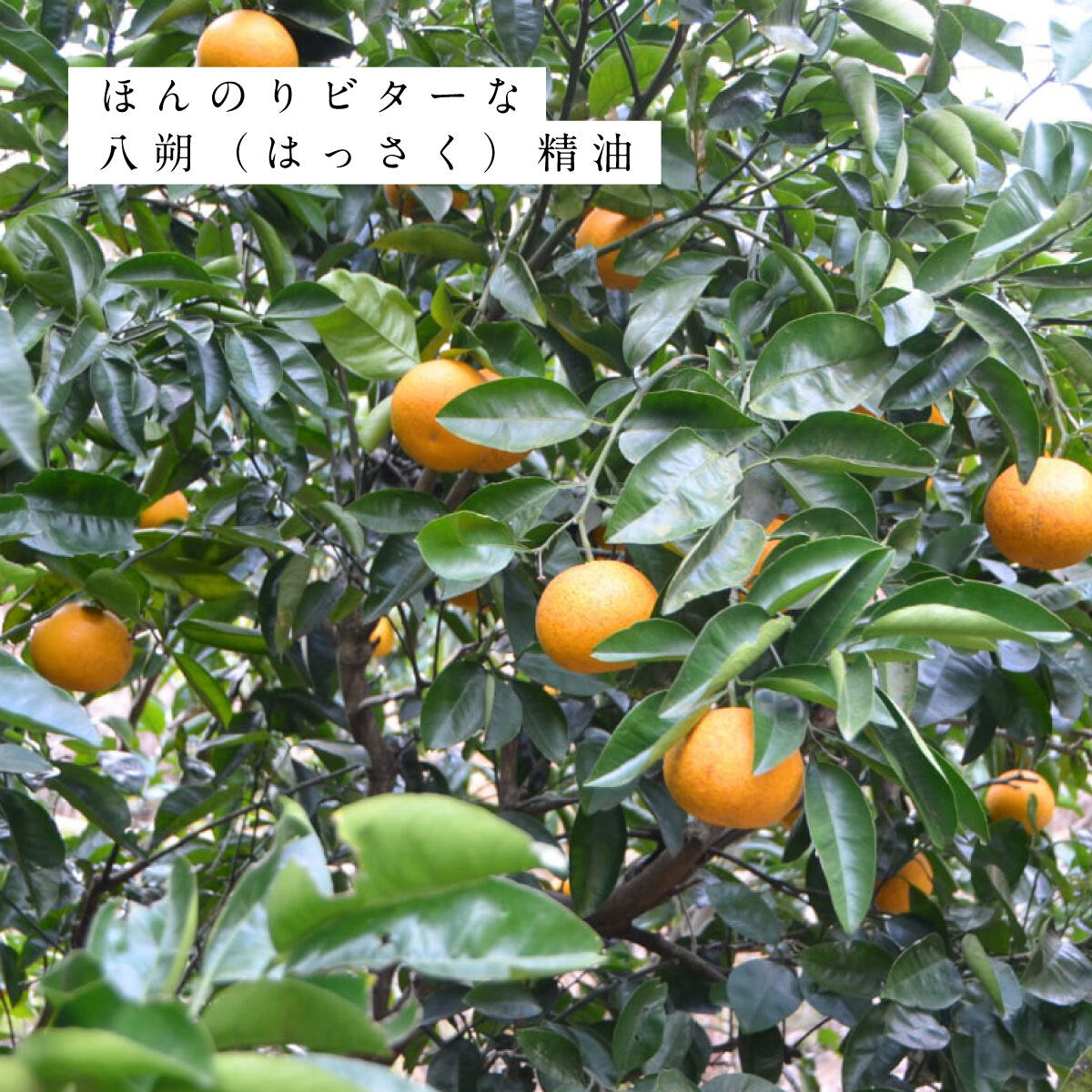 hiroha マルチバーム 15g 金木犀はっさく