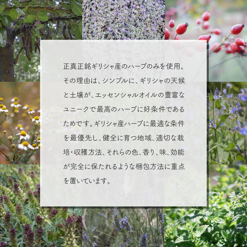 【紙箱タイプ】ANASSA ハーブティーFENNEL