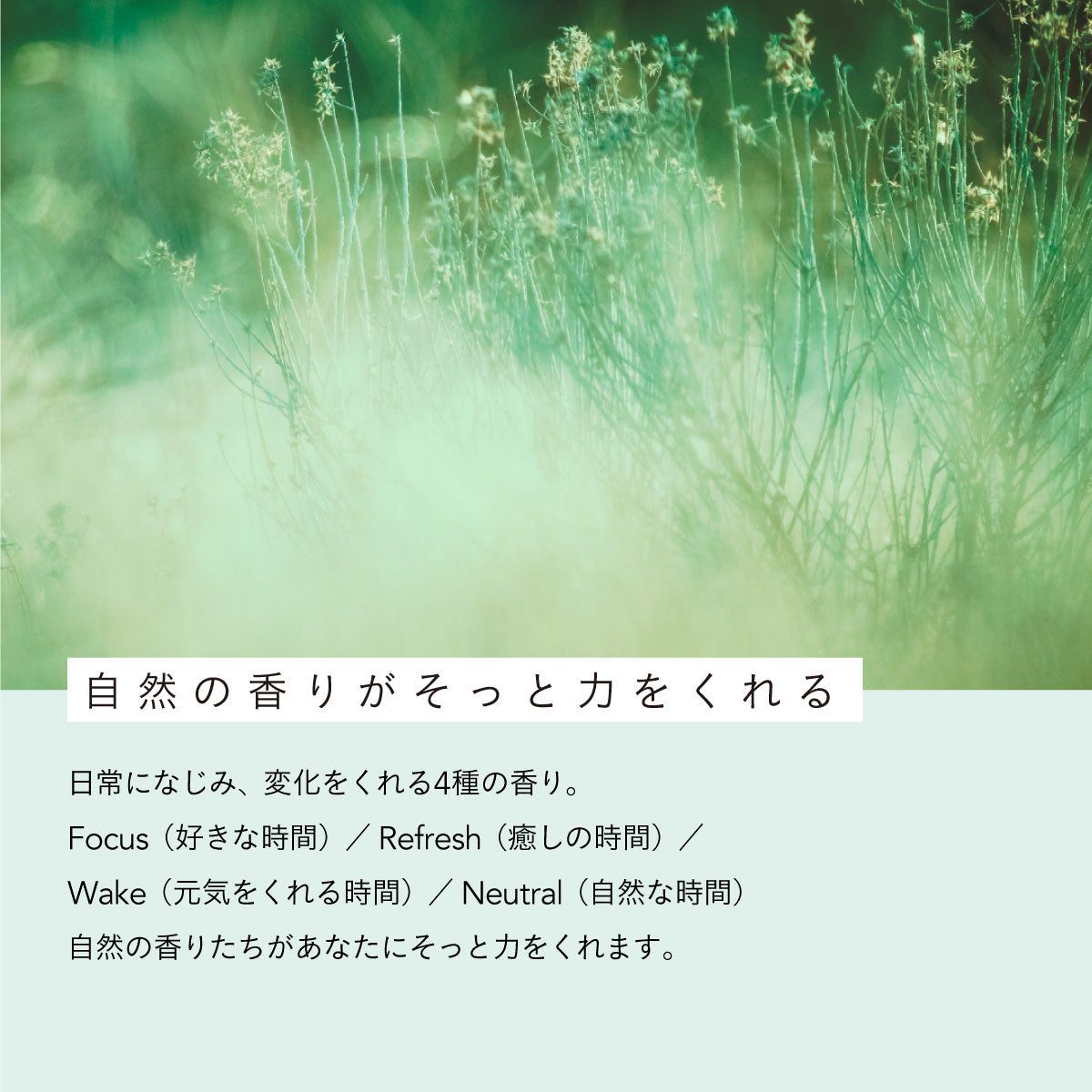 aroma recolte ソリッドパフューム Focus