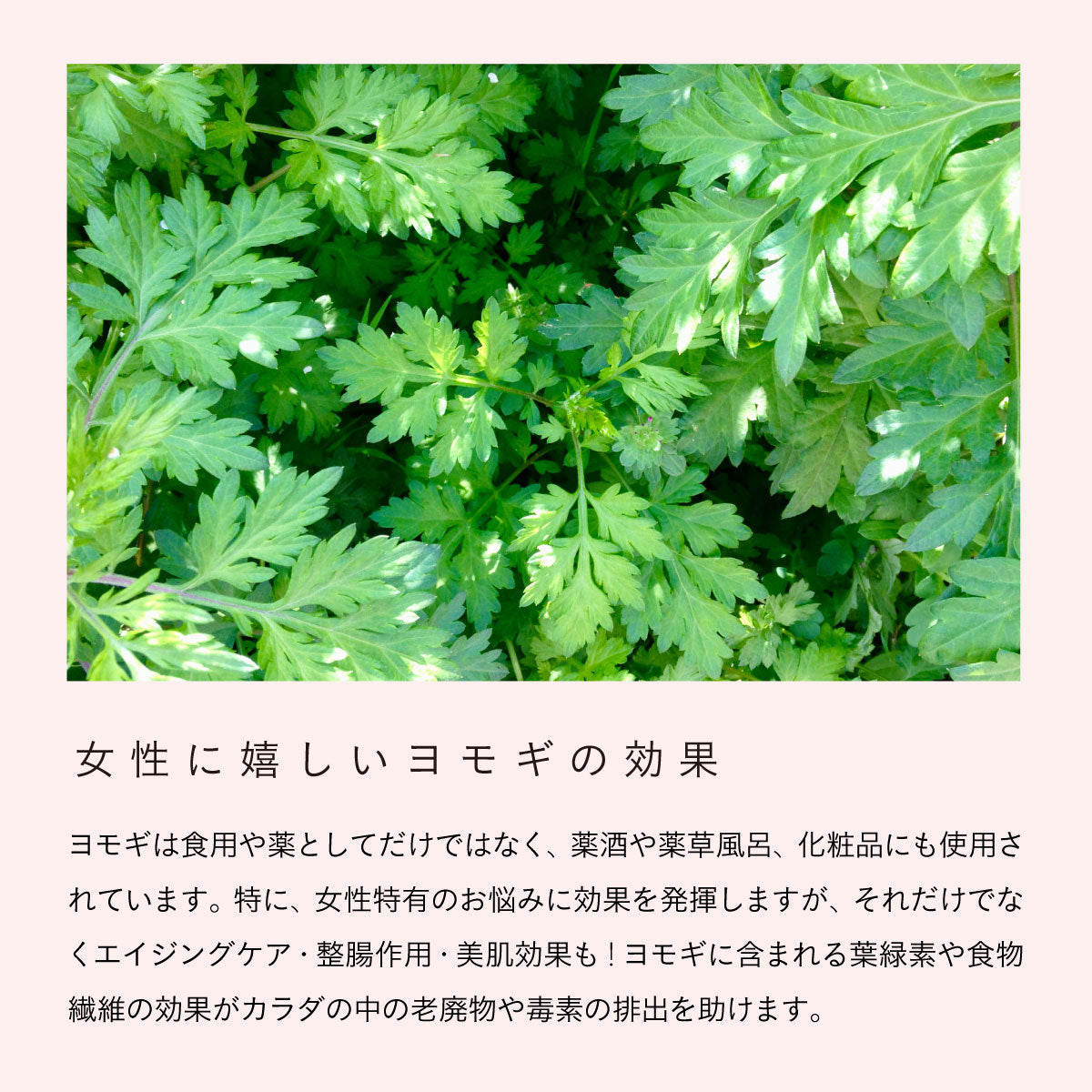 無農薬よもぎと天然ハーブのブレンド -香湯- no.3 Deep breath