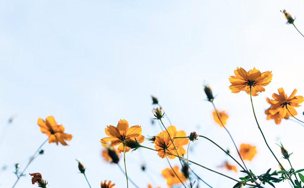夏季休業(お盆休み)のお知らせ