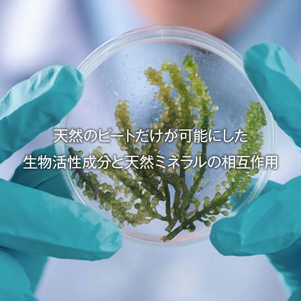 aesti ディープクレンジングシャンプー250ml