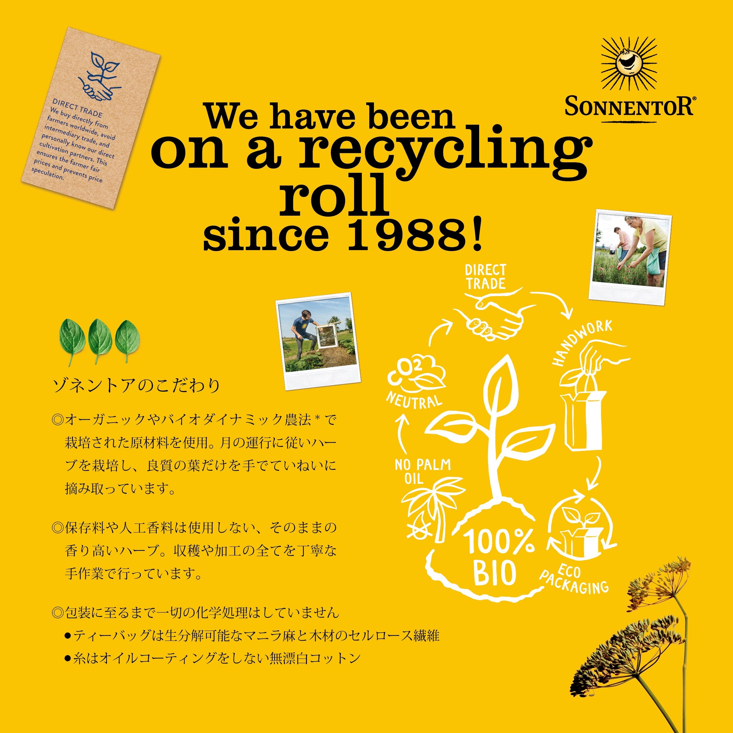 ゾネントア ジンジャーレモンティー