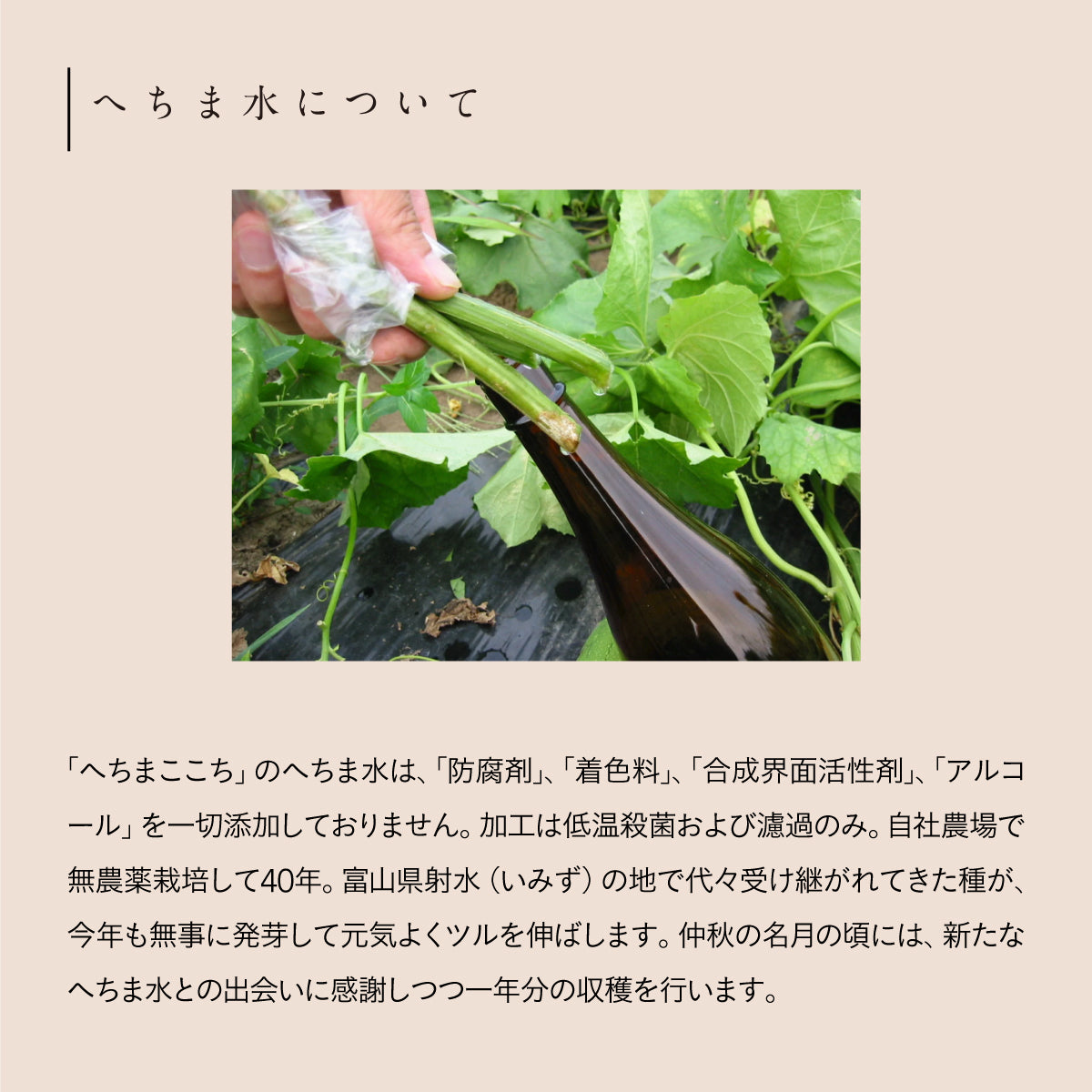 へちまここちスキンケアセット3点セット【B】/へちまローション/はちみつ茶石けん/馬油