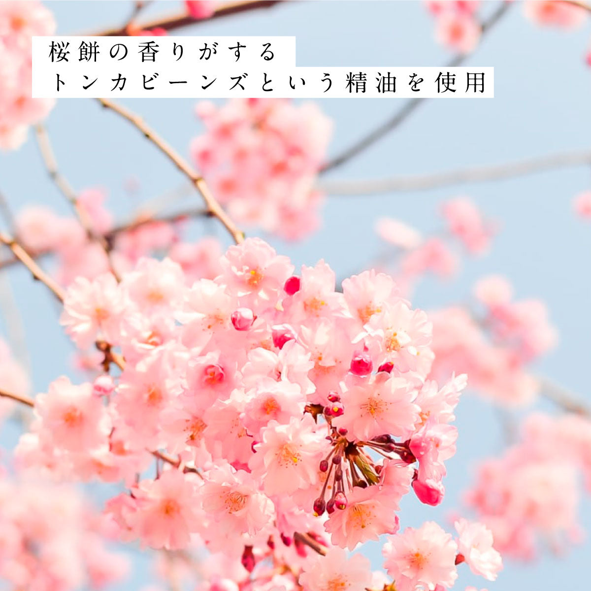 hiroha マルチバーム 15g さくらひのき