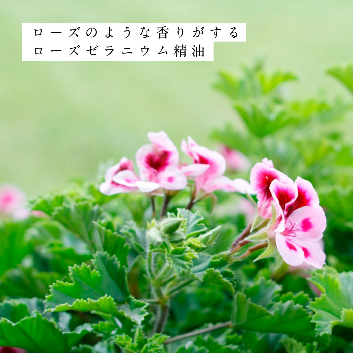 hiroha さくらひのき マルチバーム＆バスソルトセット