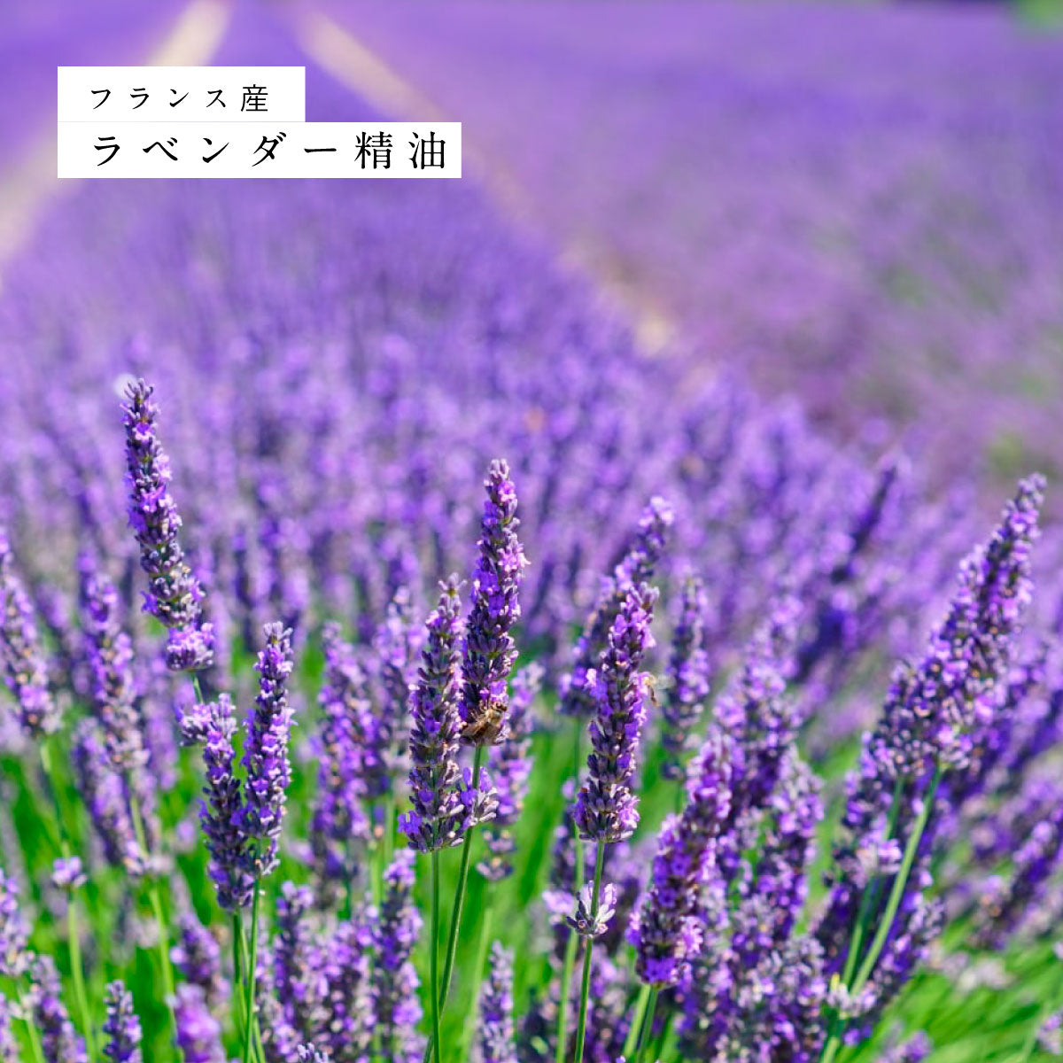 hiroha マルチバーム 15g ラベンダーホーリーフ