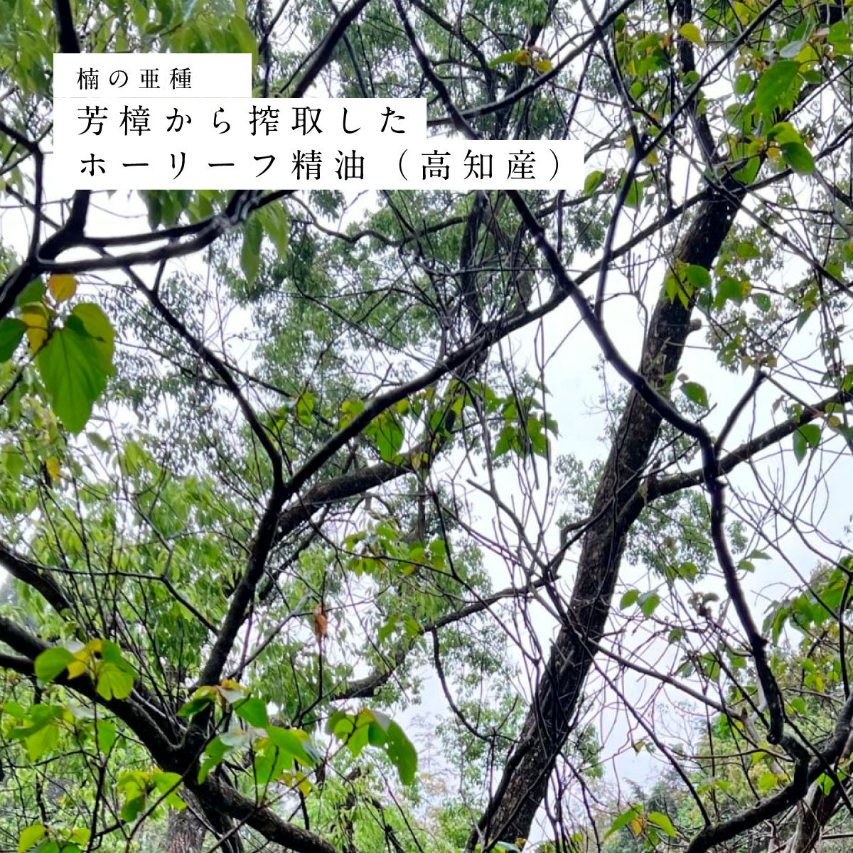 hiroha マルチバーム 15g ラベンダーホーリーフ