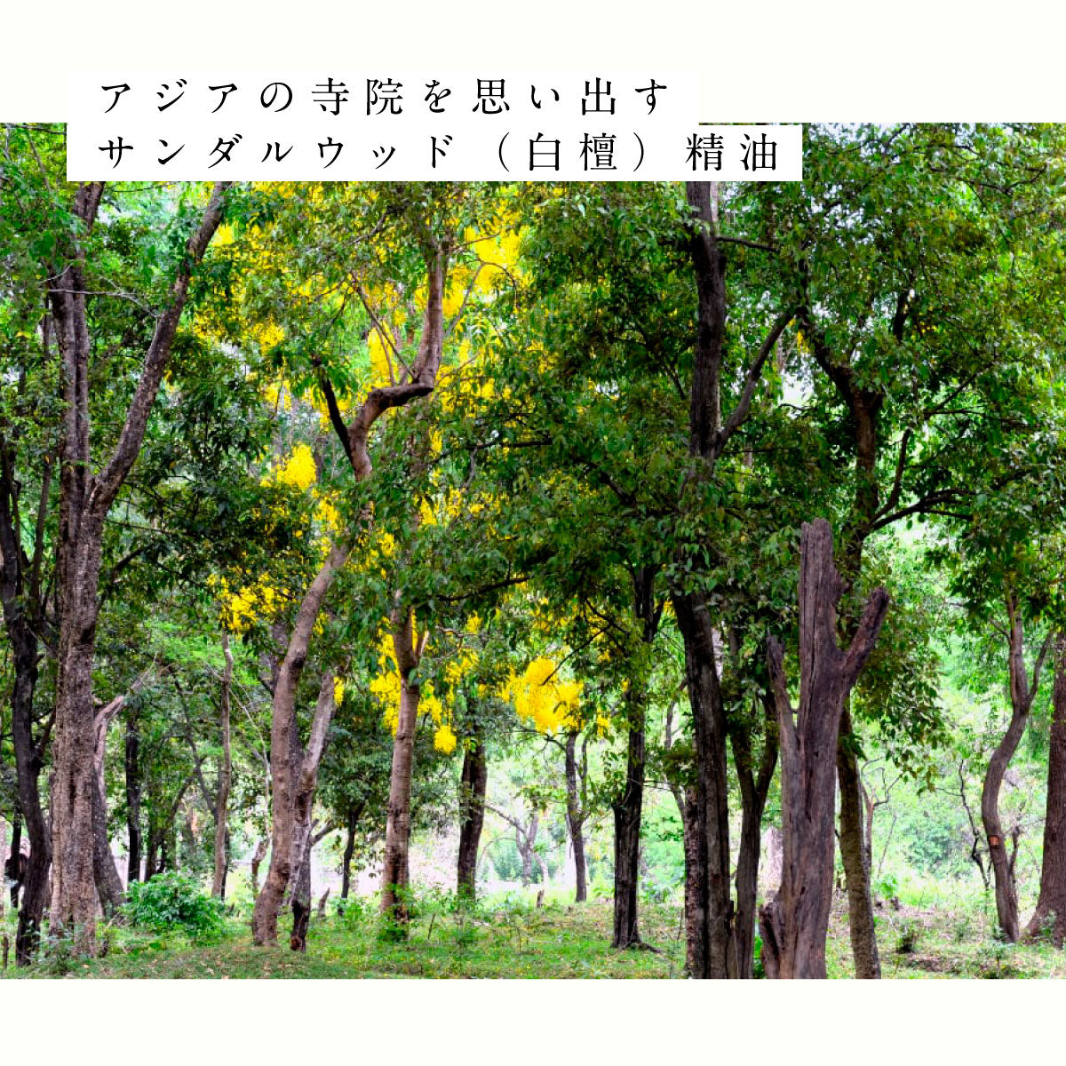 hiroha バスソルト 120g ひばサンダルウッド