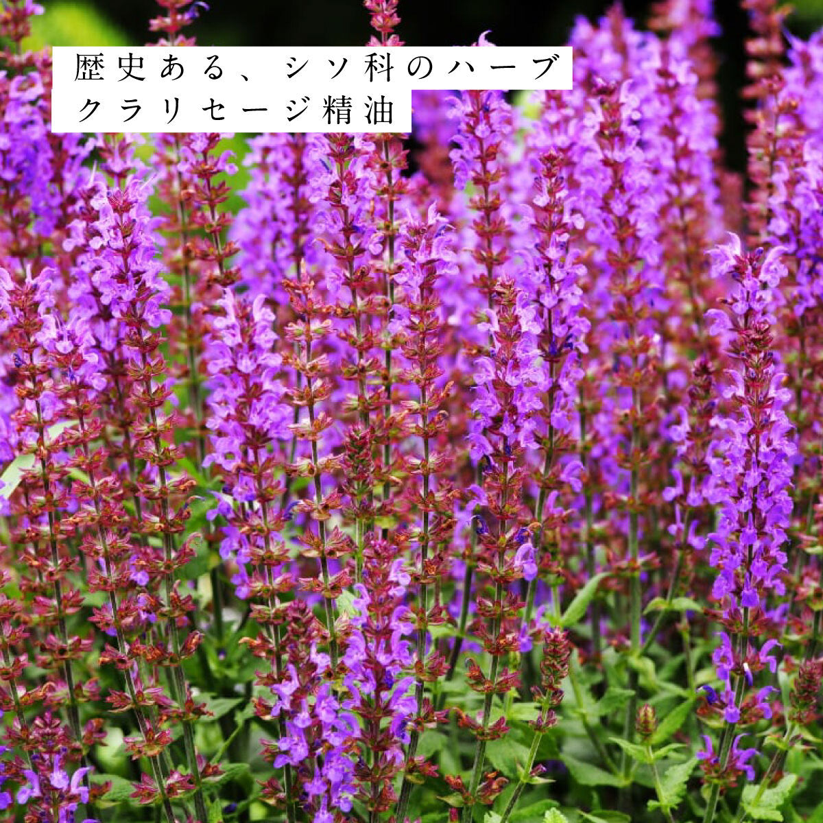 hiroha マルチバーム 15g 金木犀はっさく