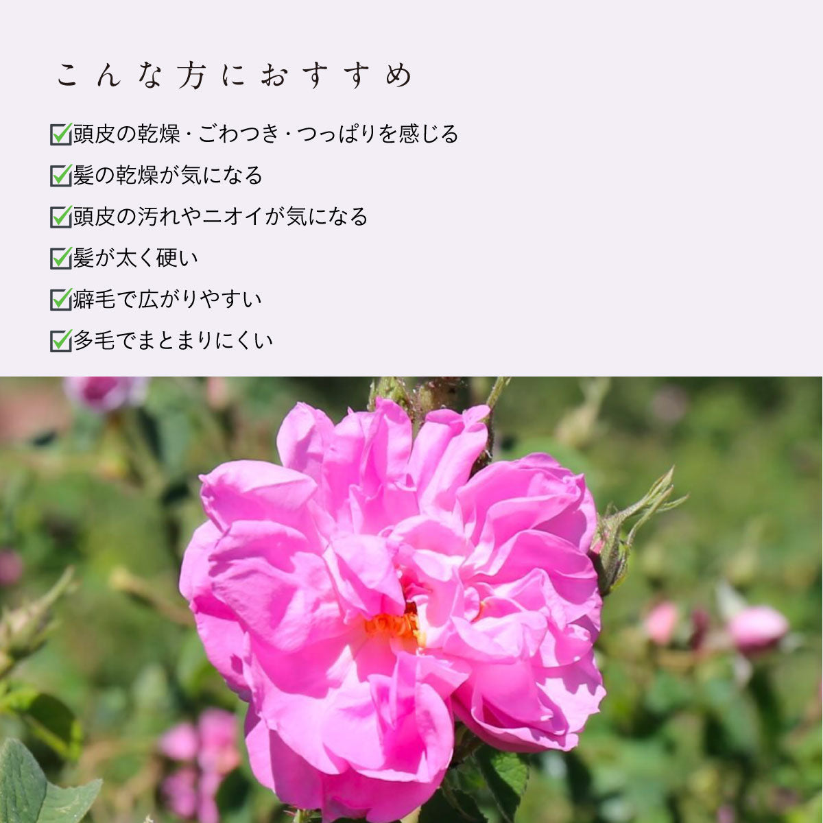 ROSE DE MARRAKECH クレイシャンプー プレミアム 400g