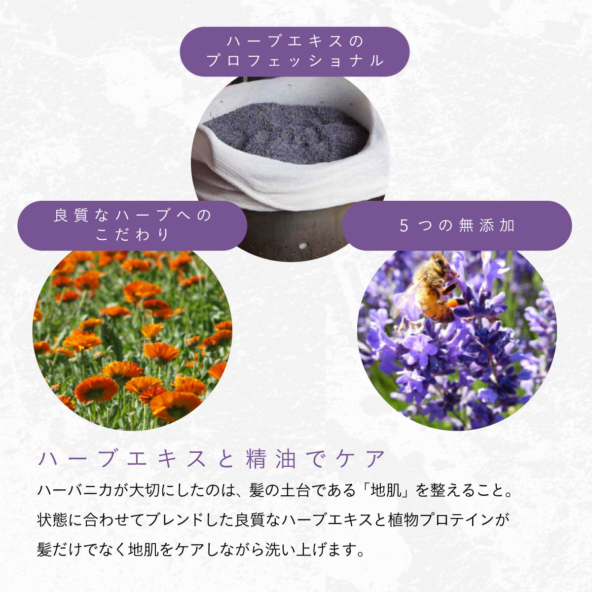 HERBANICA シャンプー500ml (ハーブ＆ラベンダー)　