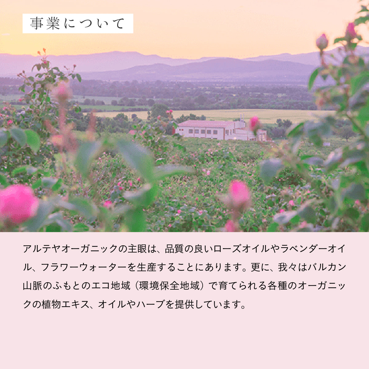 ALTEYA ORGANICS ブルガリアンローズセラム 20ml