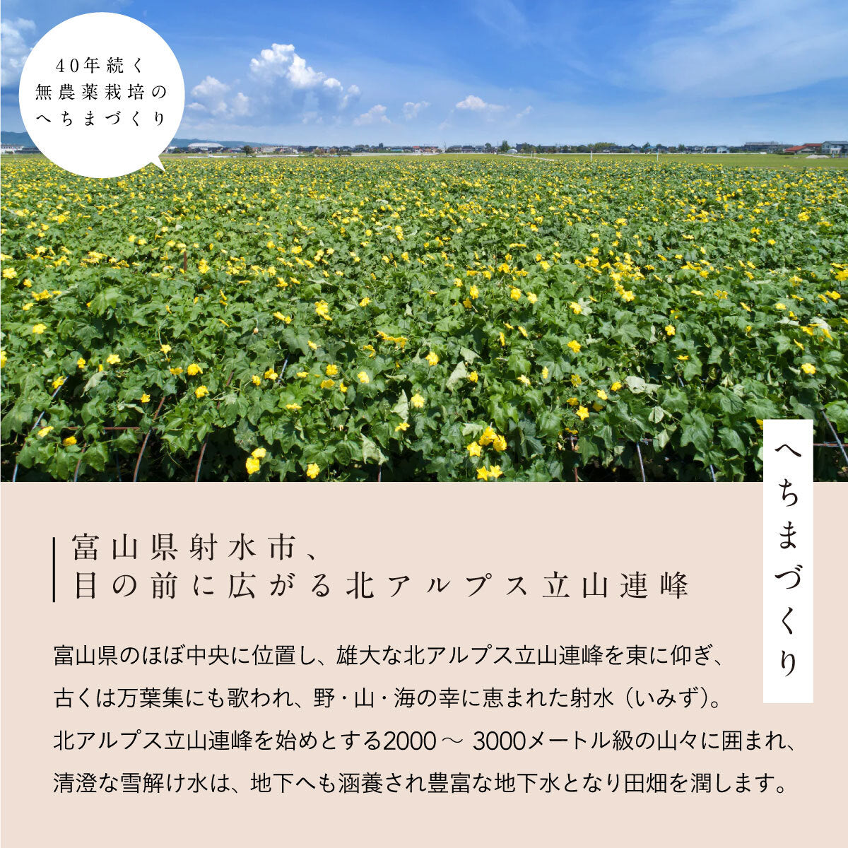 へちまここちスキンケアセット3点セット【B】/へちまローション/はちみつ茶石けん/馬油