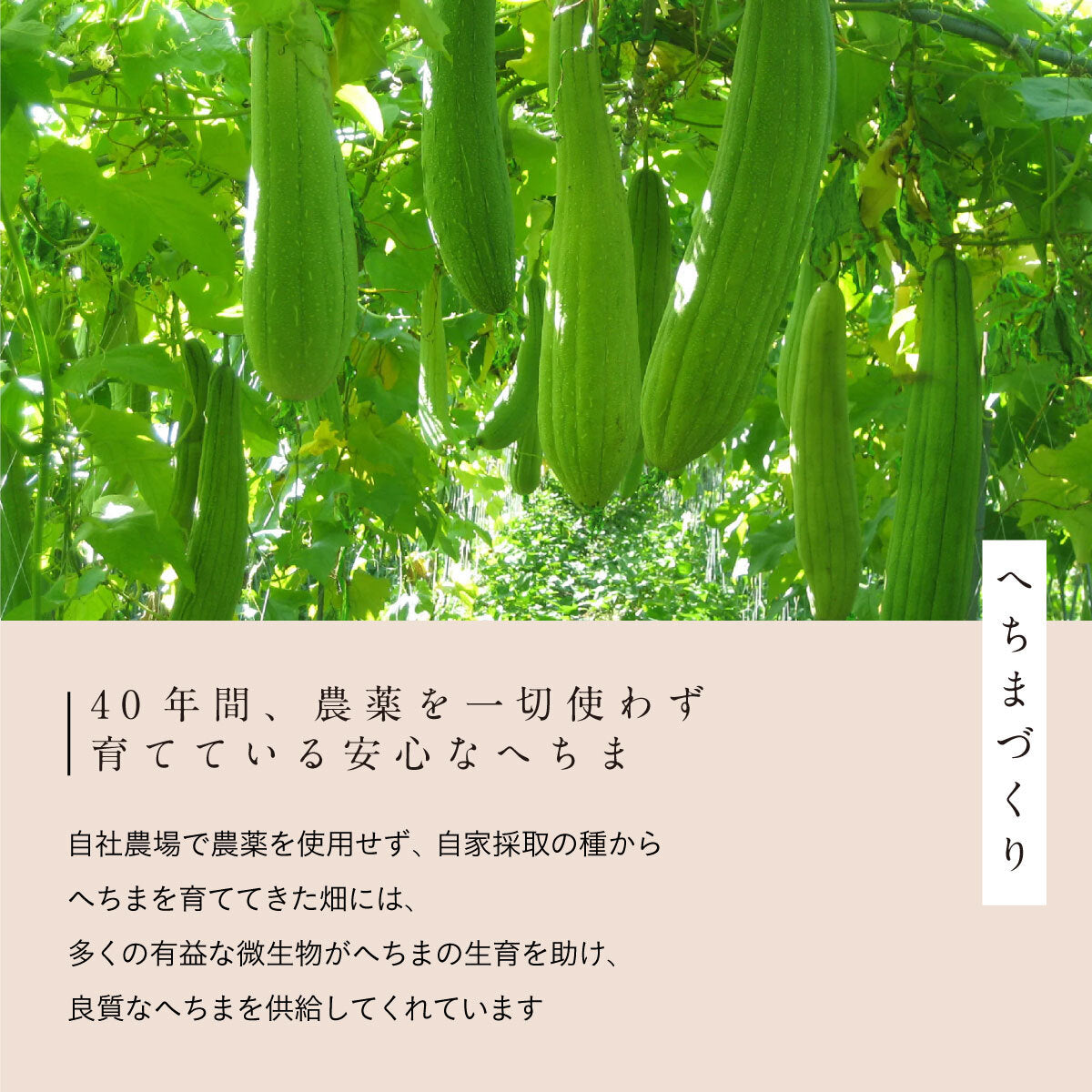 へちまここちスキンケアセット3点セット【B】/へちまローション/はちみつ茶石けん/馬油