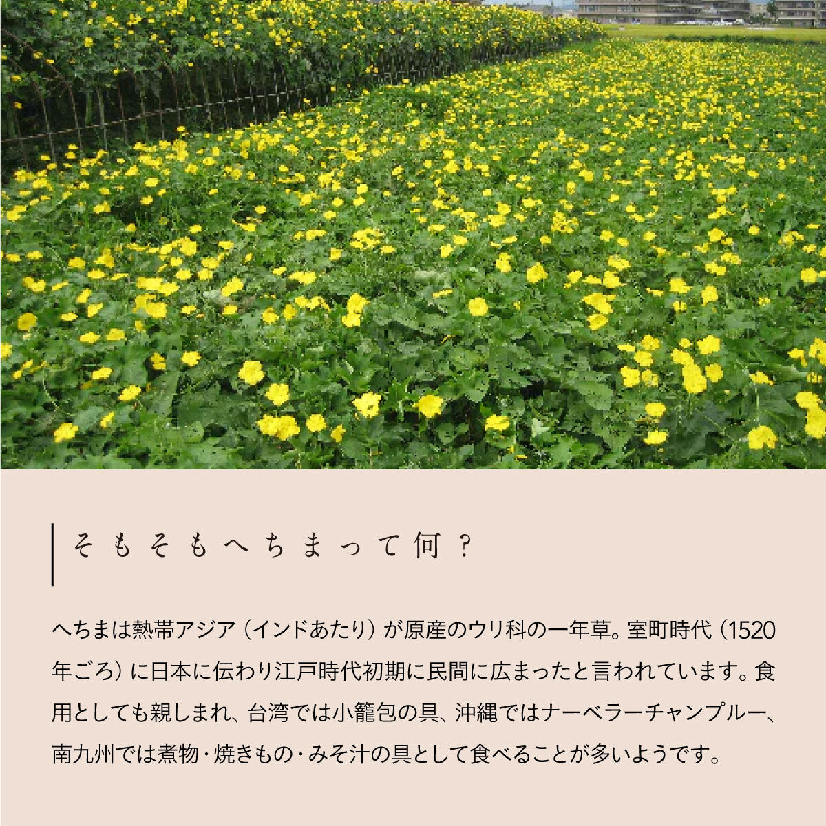 へちまここち国産へちま馬油クリーム 52ml