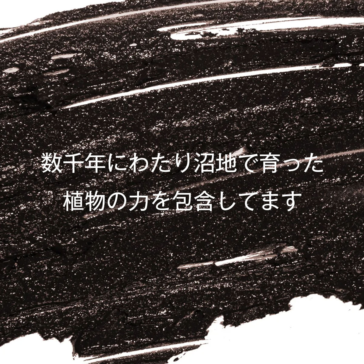 aesti ピート エストニア